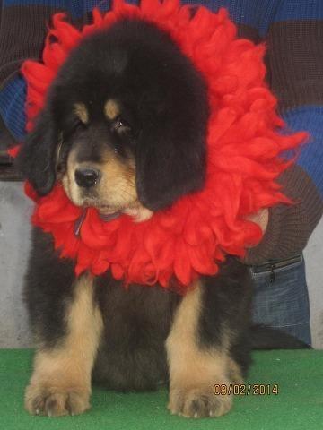 Tibetski Mastiff - stenci od samp. roditelja