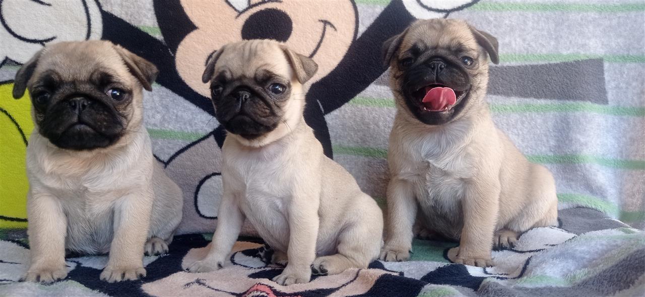 Mops-pug