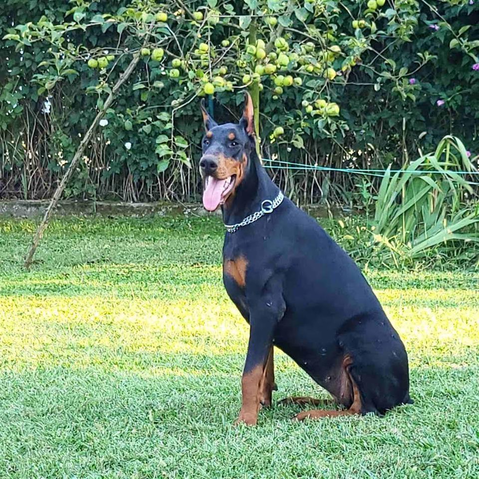 Doberman-ženke-