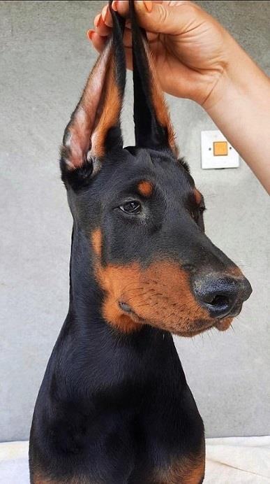 Doberman-stenci