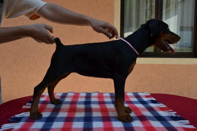 Doberman-stenad