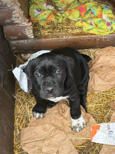 Cane corso
