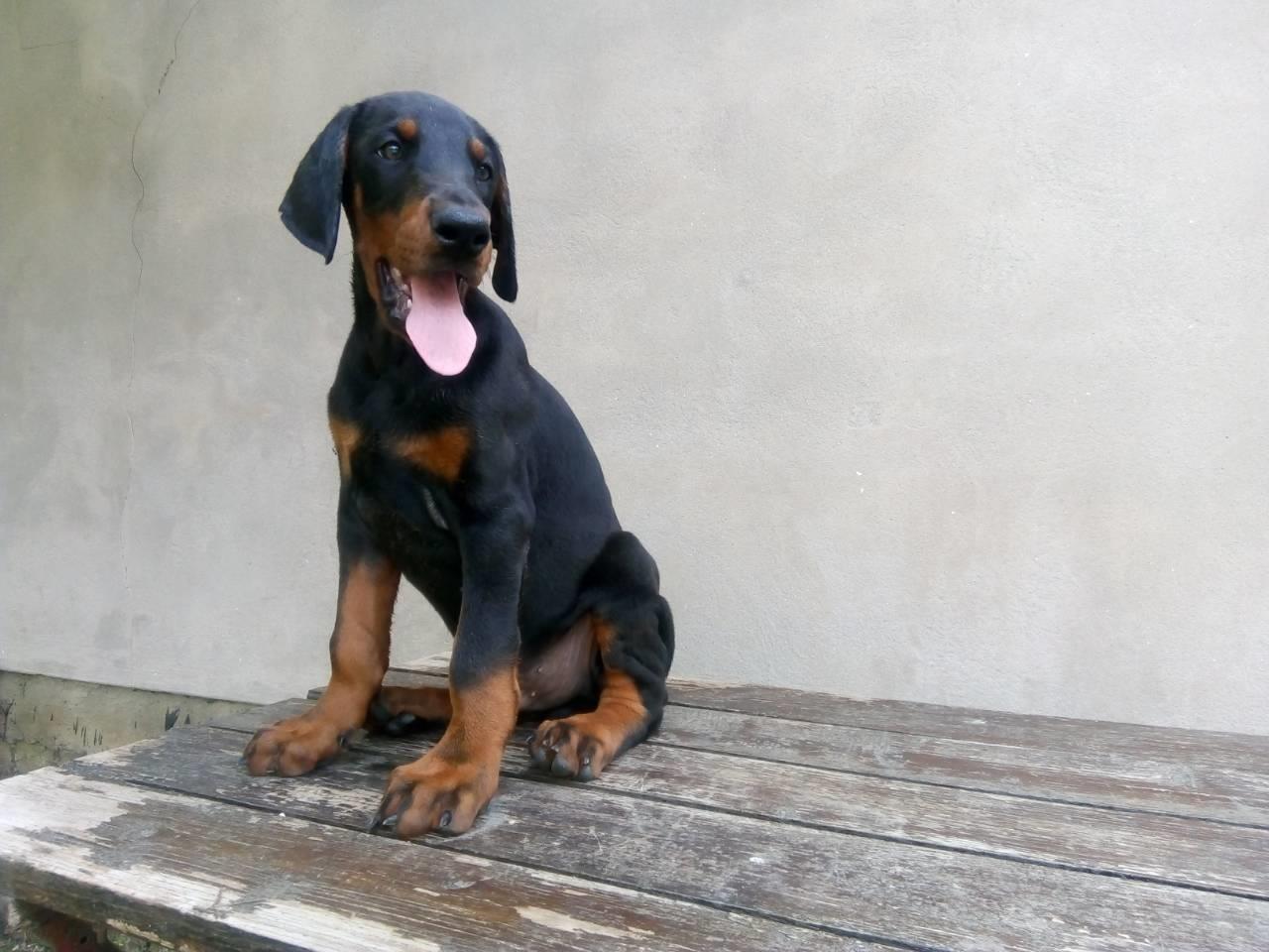 Doberman-štenci-na-prodaju-