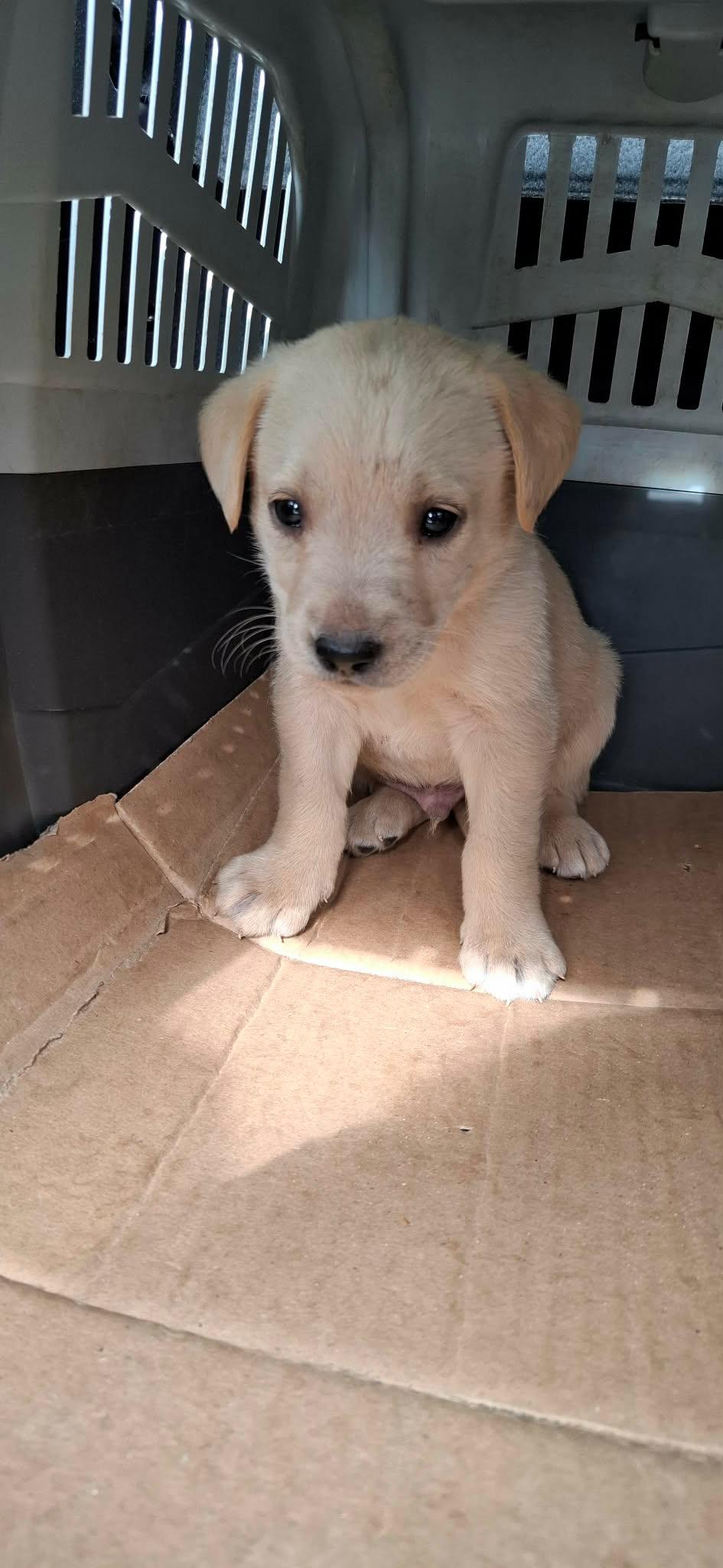 Labrador-retriver