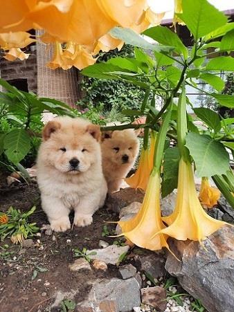 CHOW-CHOW-CAU-CAU