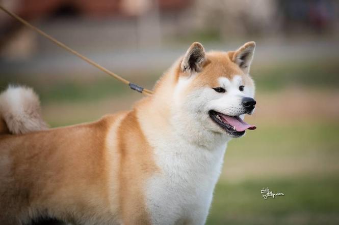 Akita Inu