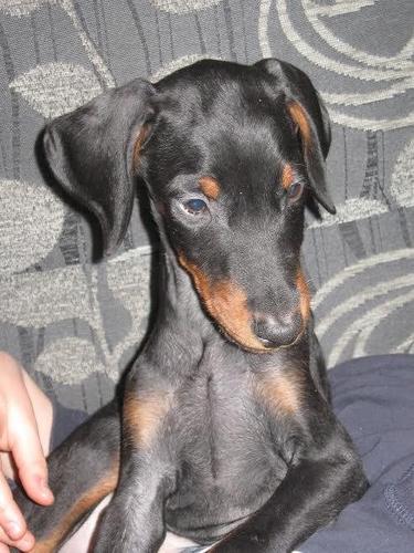 Stenad Dobermana na prodaju
