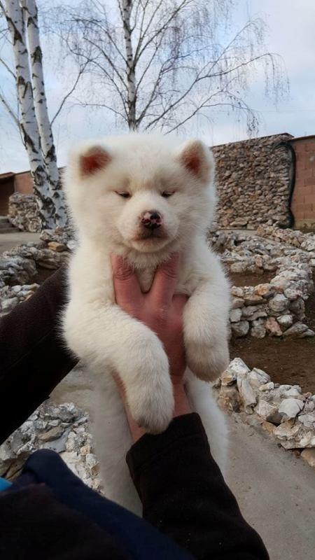 Akita-inu-stenci-