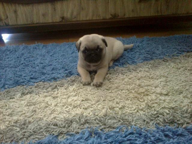 Mops-stenad