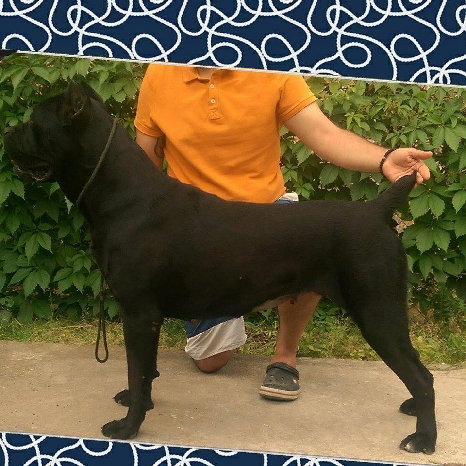 Cane-Corso-štenad