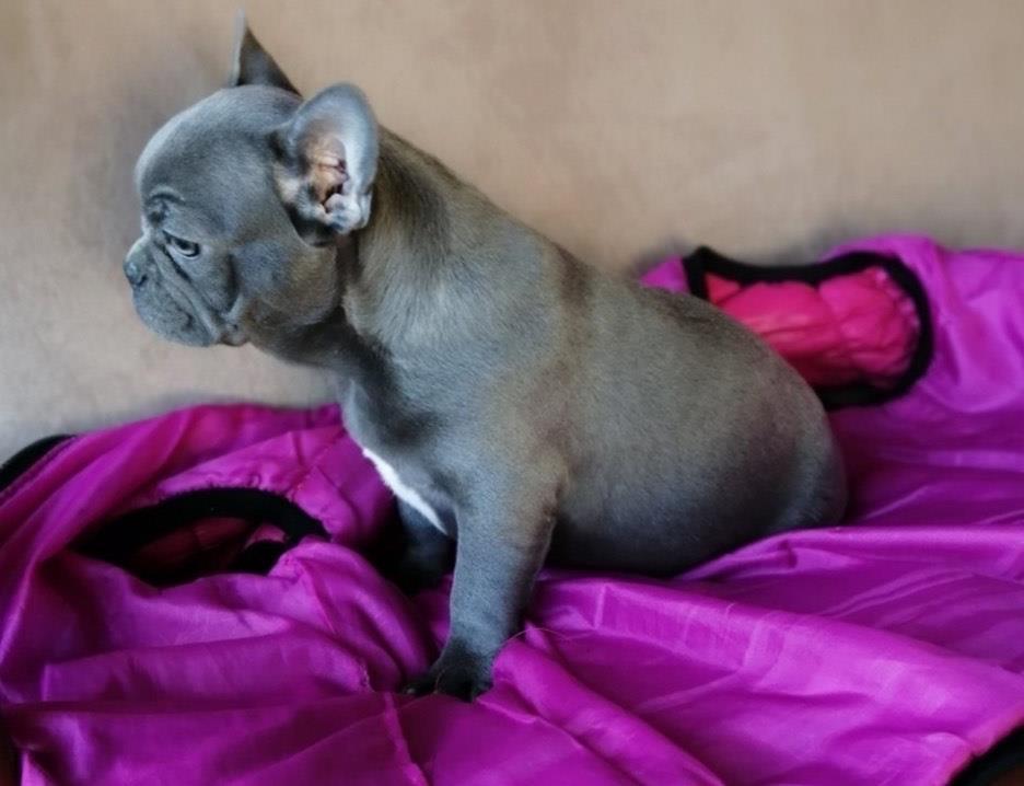 Francuski-buldog-štenci-egzotičnih-boja