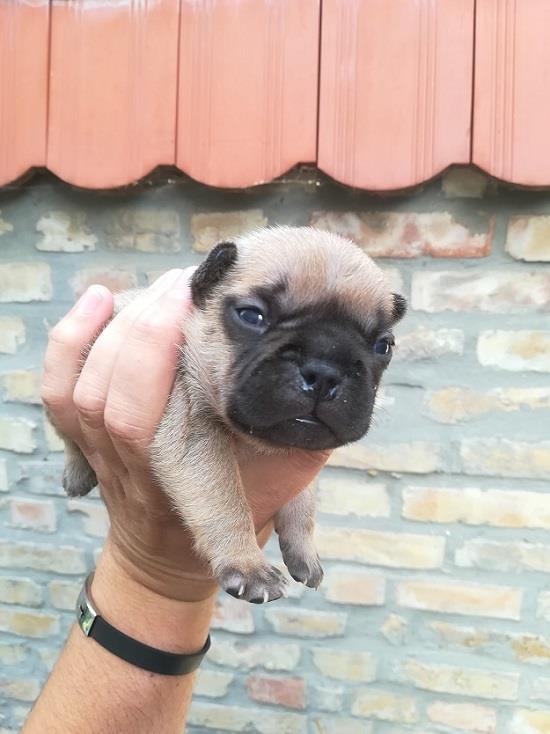 Francuski-buldog--štenci