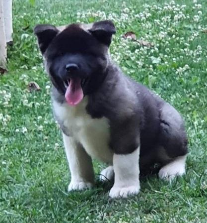 Američka-akita--štenci