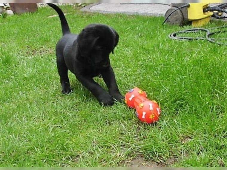 LABRADOR-RETRIVER