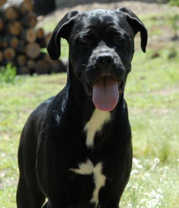 CANE-CORSO-štenad