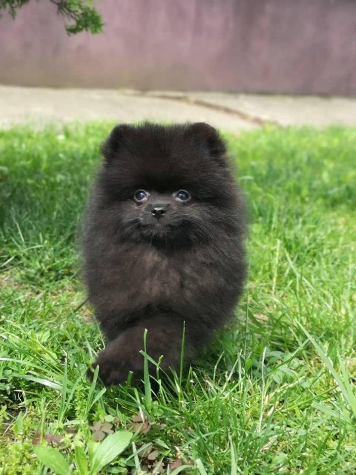 Boo-negric