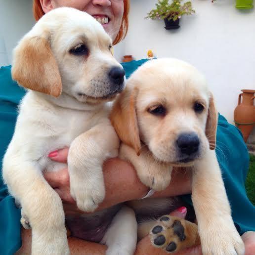 Labrador-retriver---zenkice