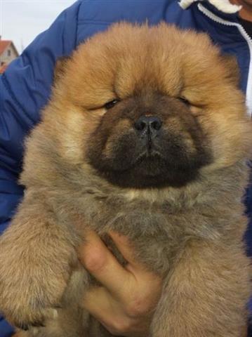 CHOW-CHOW, stenci crvene boje
