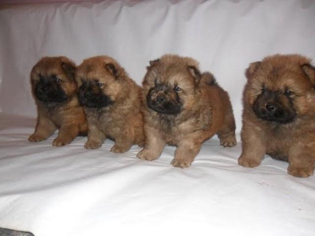 Cau-cau---Chow-chow-stenad