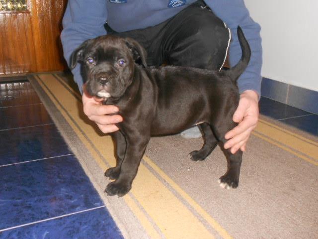 Cane-Corso