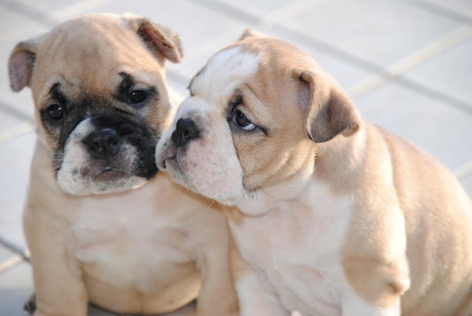 Engleski-buldog-