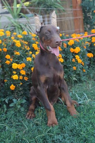 Doberman štenci