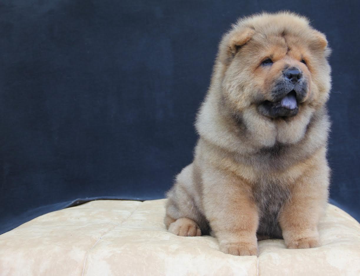 Chow-chow-