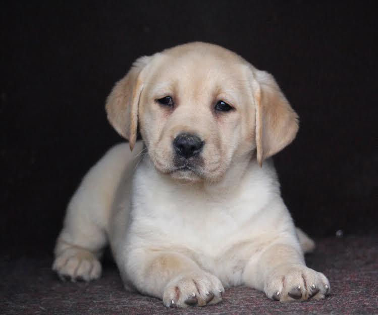 LABRADOR--štenci