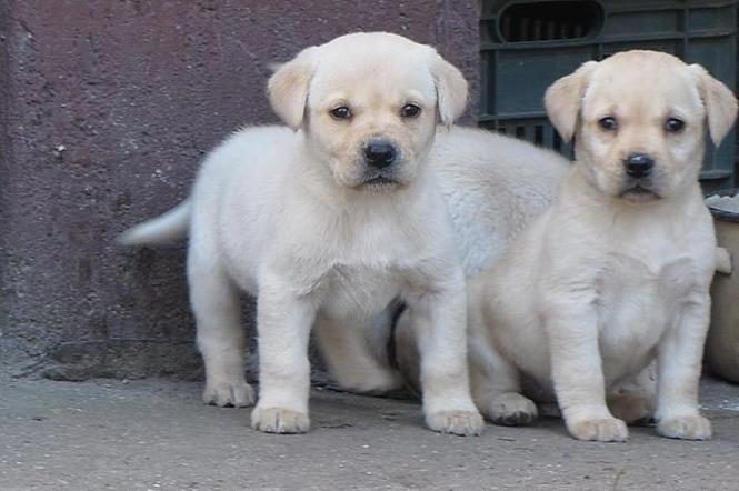 labrador retriver stenad