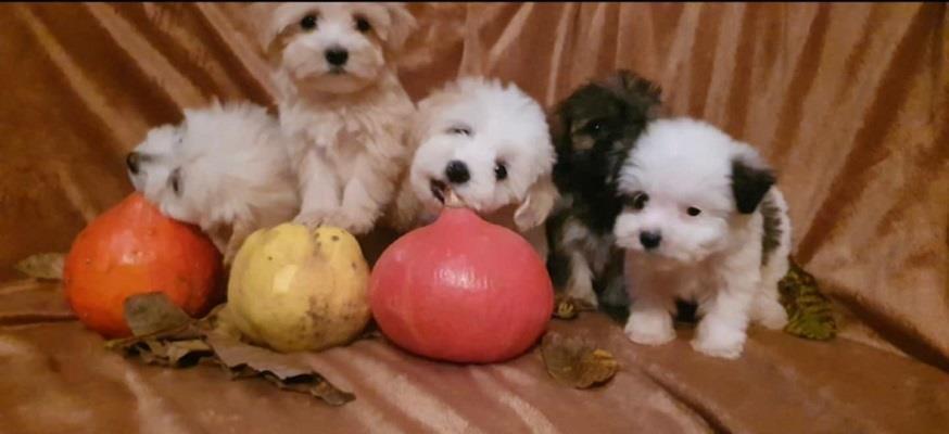 Prelepi-MALTIPOO-štenci