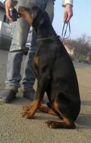 Doberman-stenad-