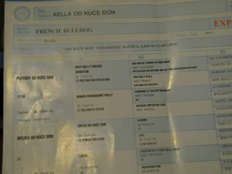 Francuski-Buldog-OD-KUCE-DON