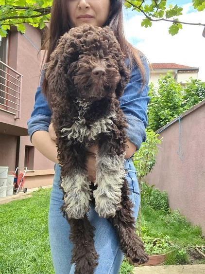 Lagotto-romanjolo-