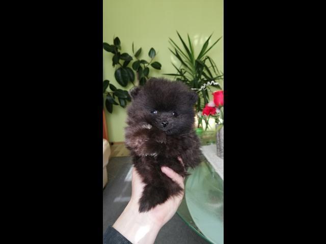 Pomeranski-spic