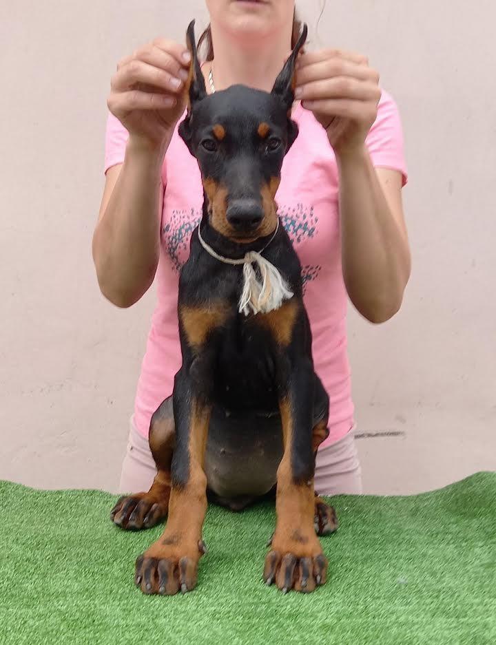 Doberman-štenci-