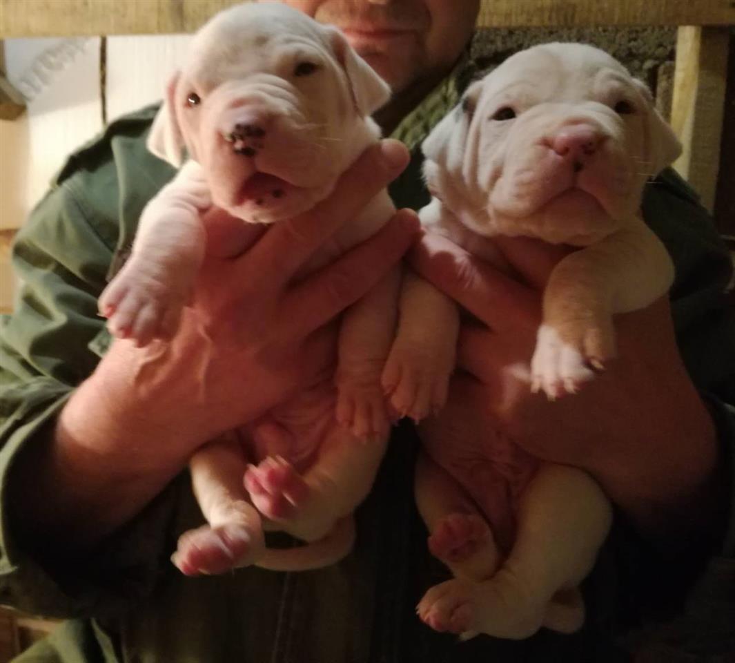Dogo-Argentino-stenci