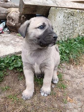 Kangal--štenci