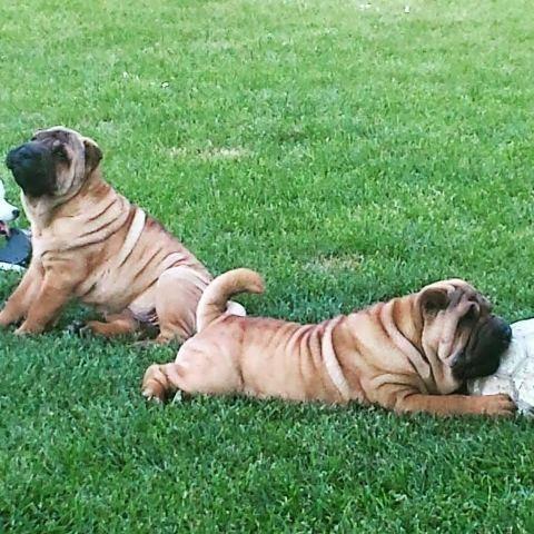 Shar Pei zenka