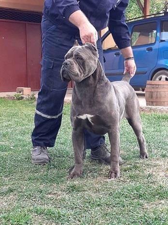 Cane-corso-štenci