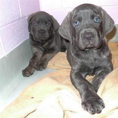Cane corso stenci