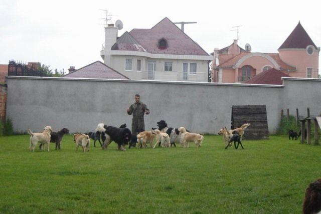 Labrador - stenad i mladi psi