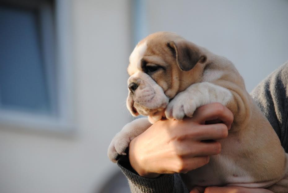 Engleski-buldog-