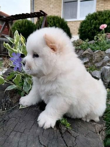 Chow chow stenci