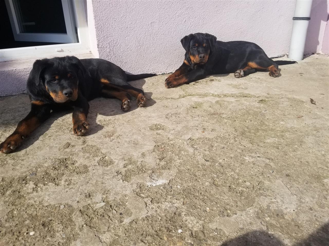 Rottweiler---Rotvajler