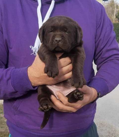 Labrador--čokoladni-štenci
