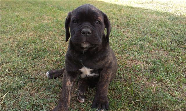 Cane Corso Stenci