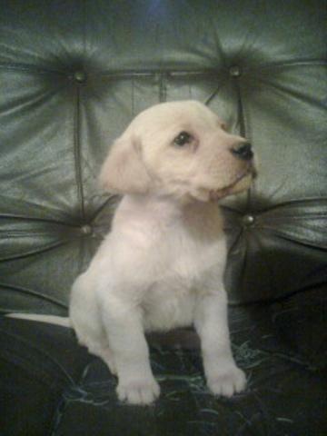Labrador retriver - stenci