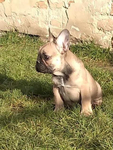 Francuski-buldog-štenci-