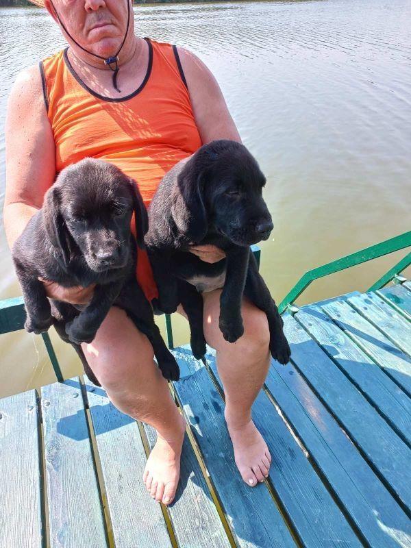 Labrador-štenci