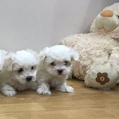 Maltezer